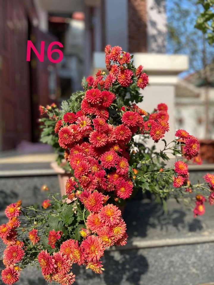 Cúc nhí N6, cúc trồng lâu năm