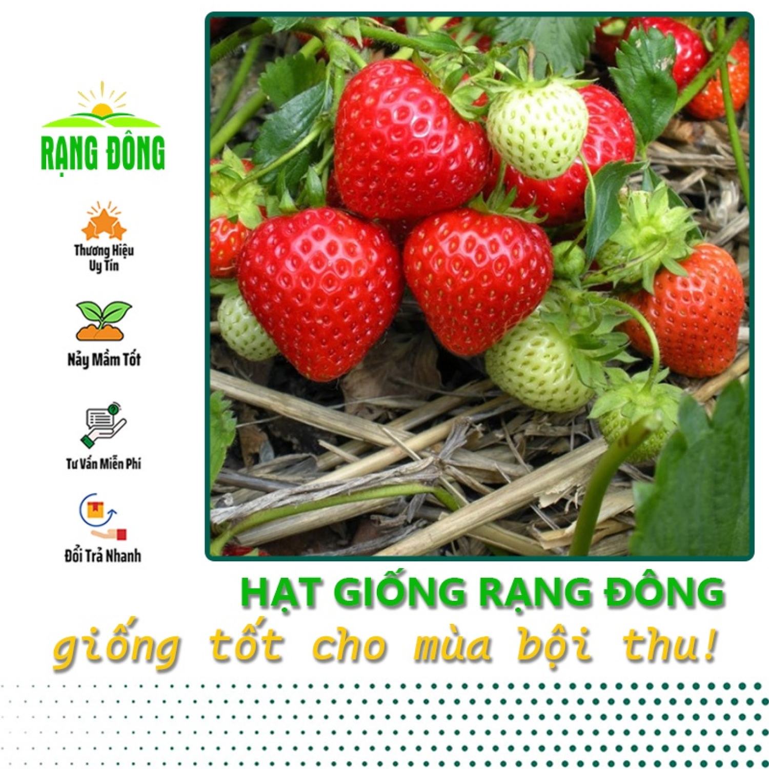 Hạt giống dâu tây đỏ etna trái to, chịu nhiệt tốt - hạt giống rạng đông