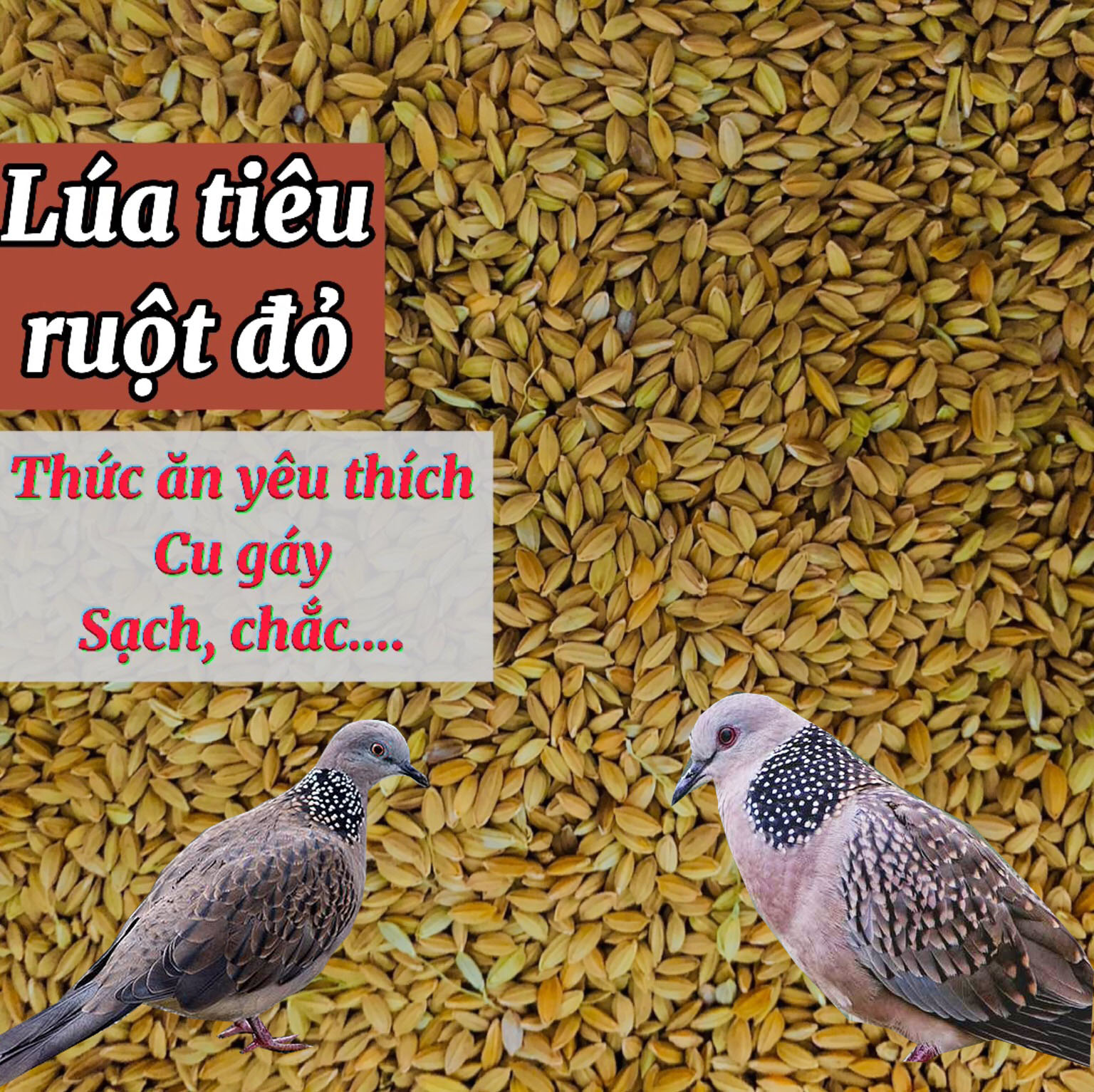 1Kg lúa tiêu ruột đỏ , thức ăn yêu thích cho cu gáy