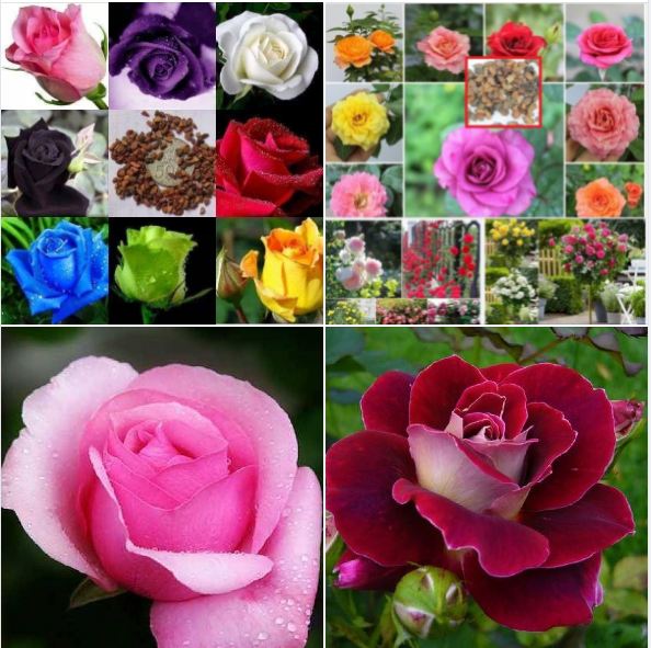 Hạt giống hoa hồng mix màu Hà Lan ( 1 gói 20 hạt )