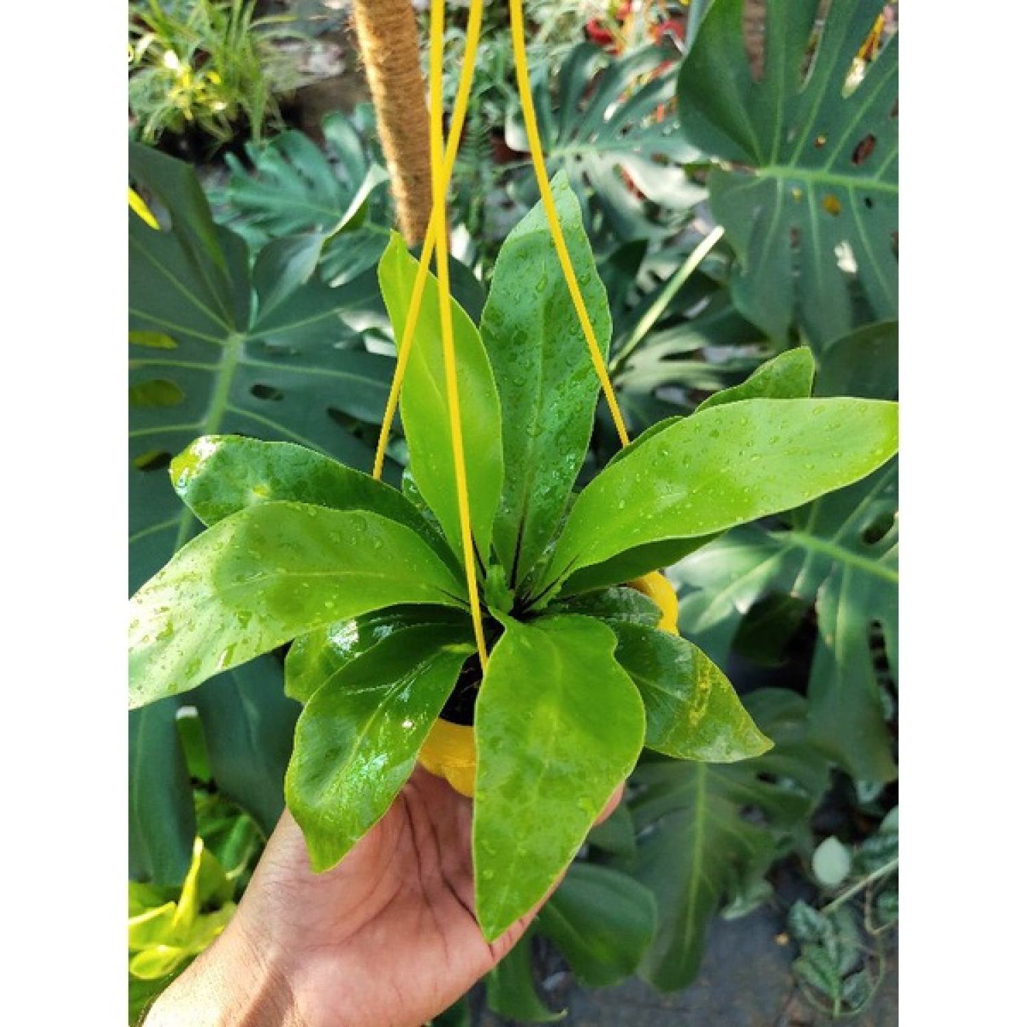 Tổ phụng / tổ quạ