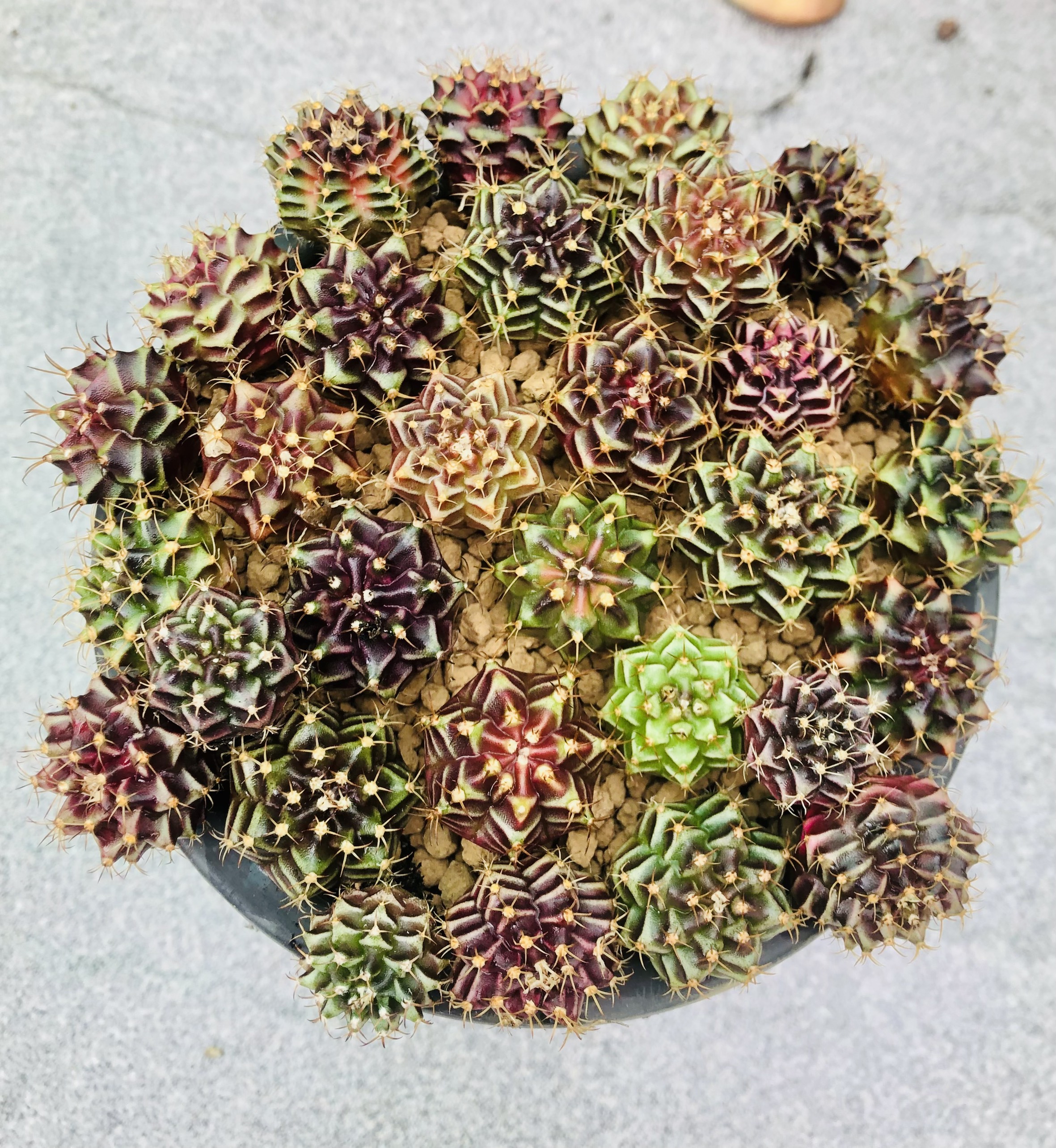 20 cây xương rồng gymno size 2-3cm