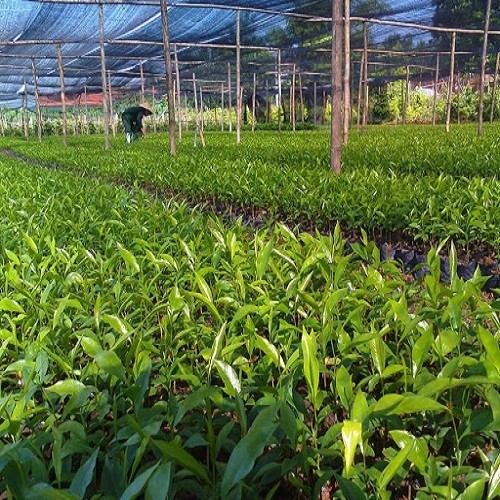 Combo 5 Cây giống trầm hương!!  * Cây Trồng Việt ^^