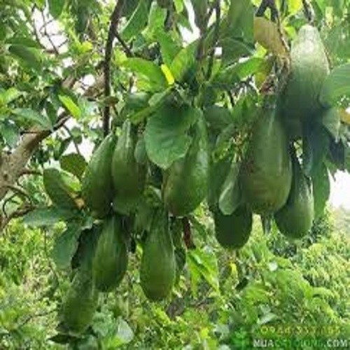 CÂY GIỐNG BƠ SÁP XANH SIÊU NGON SIÊU QUẢ- CAM KÊT GIỐNG CHUẨN F1