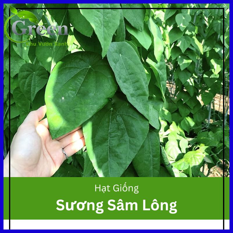 Hạt Giống Sương Sâm Lông (30 Hạt)