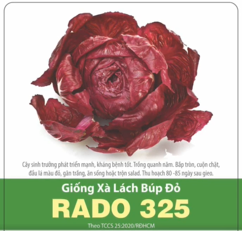Hạt giống xà lách búp đỏ