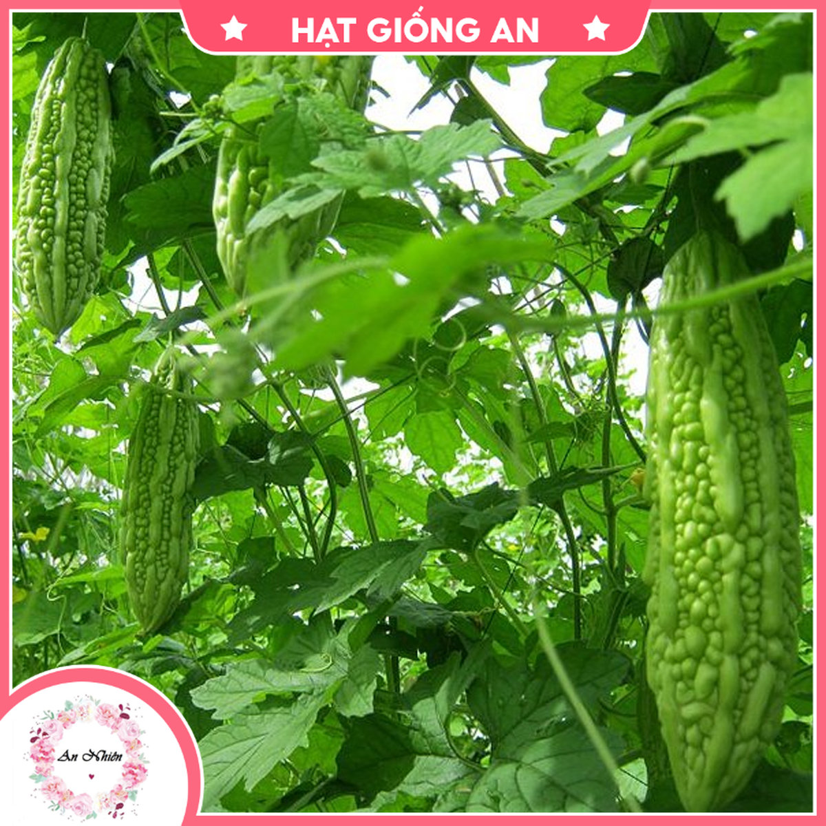 Hạt giống khổ qua tn-08 - hạt giống an1