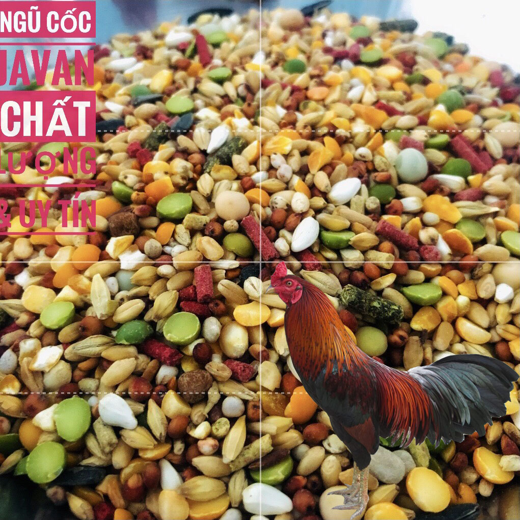 Ngũ cốc gà đá Javan Supper, 1 kg thức ăn tăng bo chiến kê