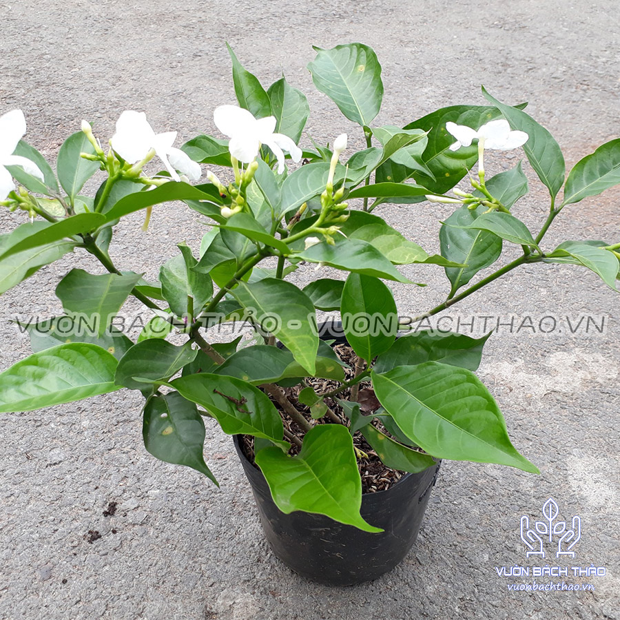 Cây hoa Lài tây, cây hoa Ngọc Bút, cây hoa Lài trâu trồng sân vườn