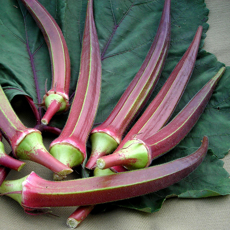 Hạt Giống Đậu Bắp Đỏ