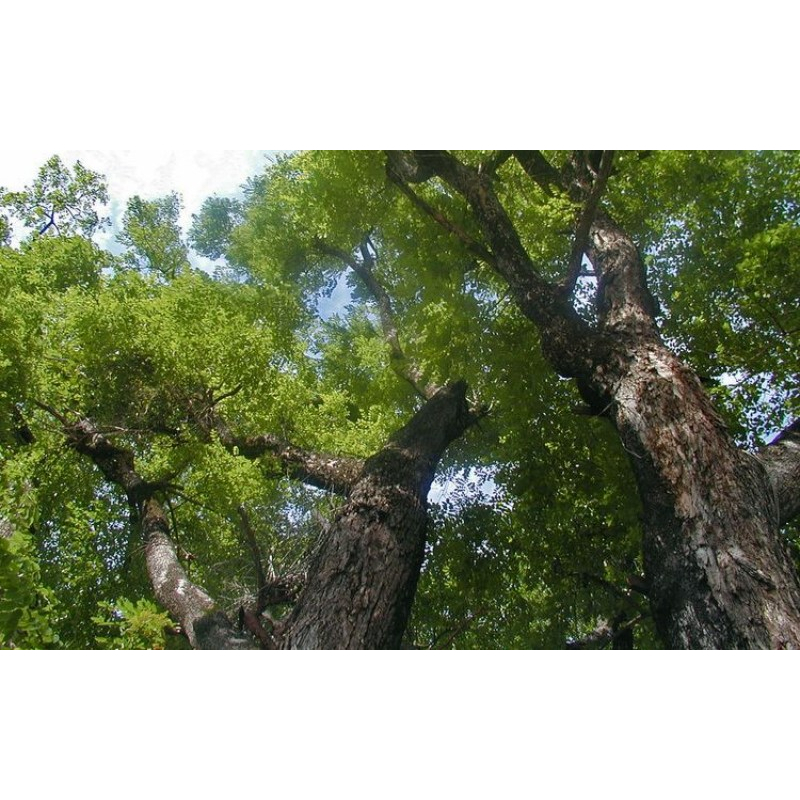 Cây giống gỗ giáng hương