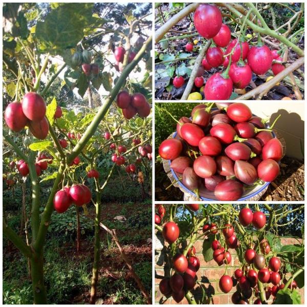 [HCM]HẠT GIỐNG CÀ CHUA : Thân Gỗ Hà Lan _ gói 4 hạt .