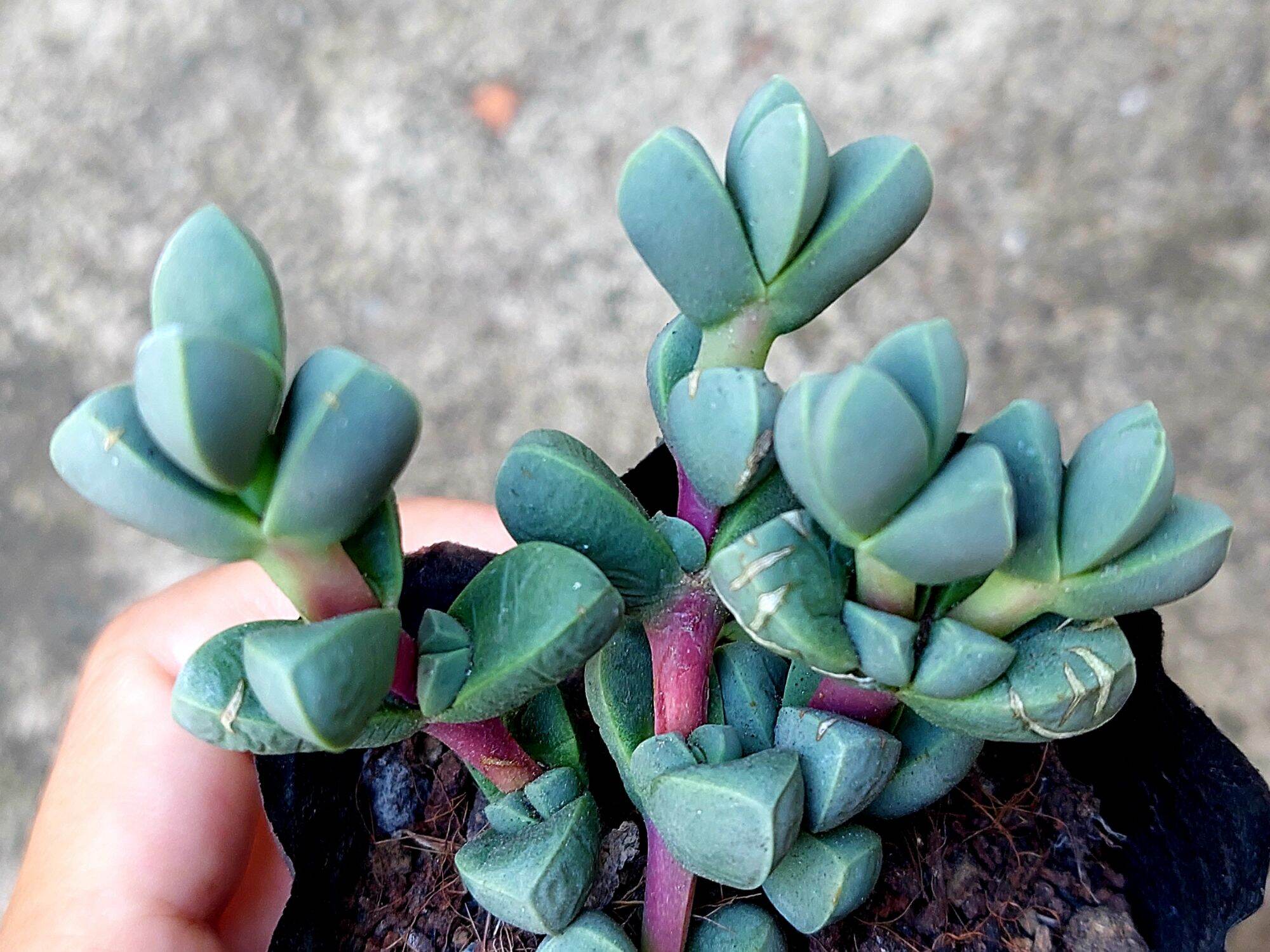 Sen đá tim size bầu 5-6 cm