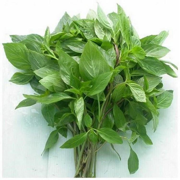 Hạt Giống Rau Quế Thơm Ngon dễ trồng, năng suất cao