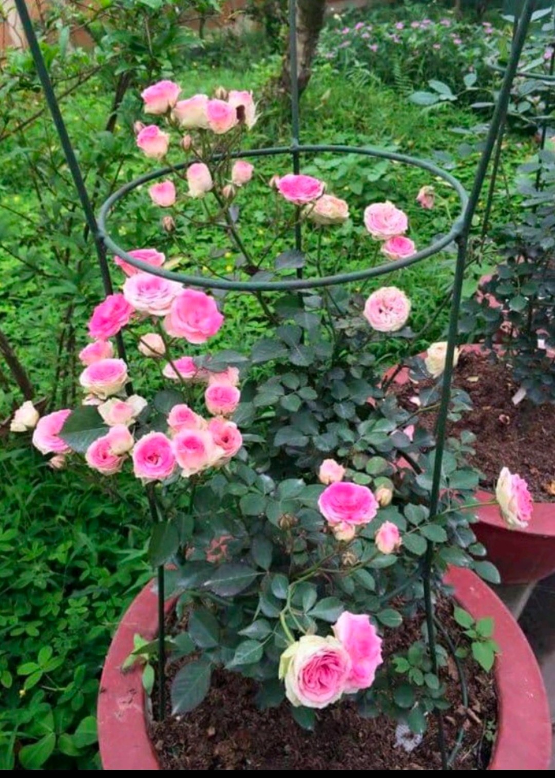 Combo 05 Gốc Hoa Hồng Leo Siêu Hoa