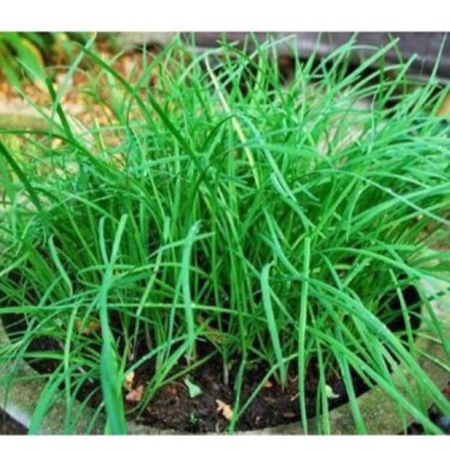 Hạt giống rau hẹ ta-3 gram, đảm bảo cung cấp các sản phẩm đang được săn đón trên thị trường hiện nay