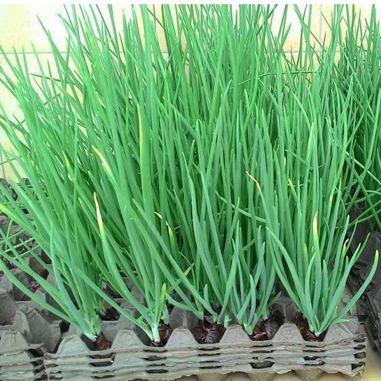 HẠT GIỐNG HÀNH HƯƠNG XANH GIA VỊ