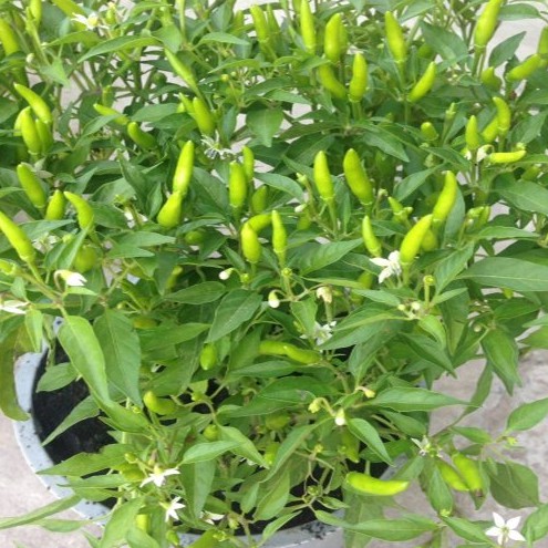 Hạt giống ớt xiêm - giống ớt xiêm - năng suất ca0 - cây khỏe kháng bệnh