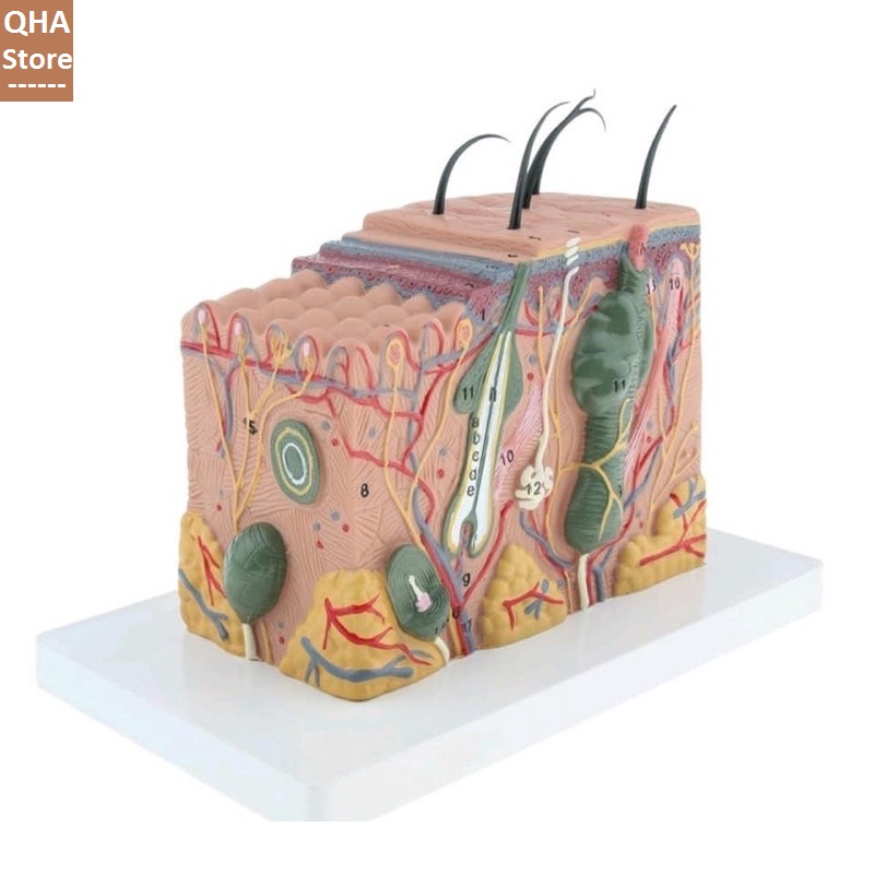 Mô hình da - mô hình da người 3d