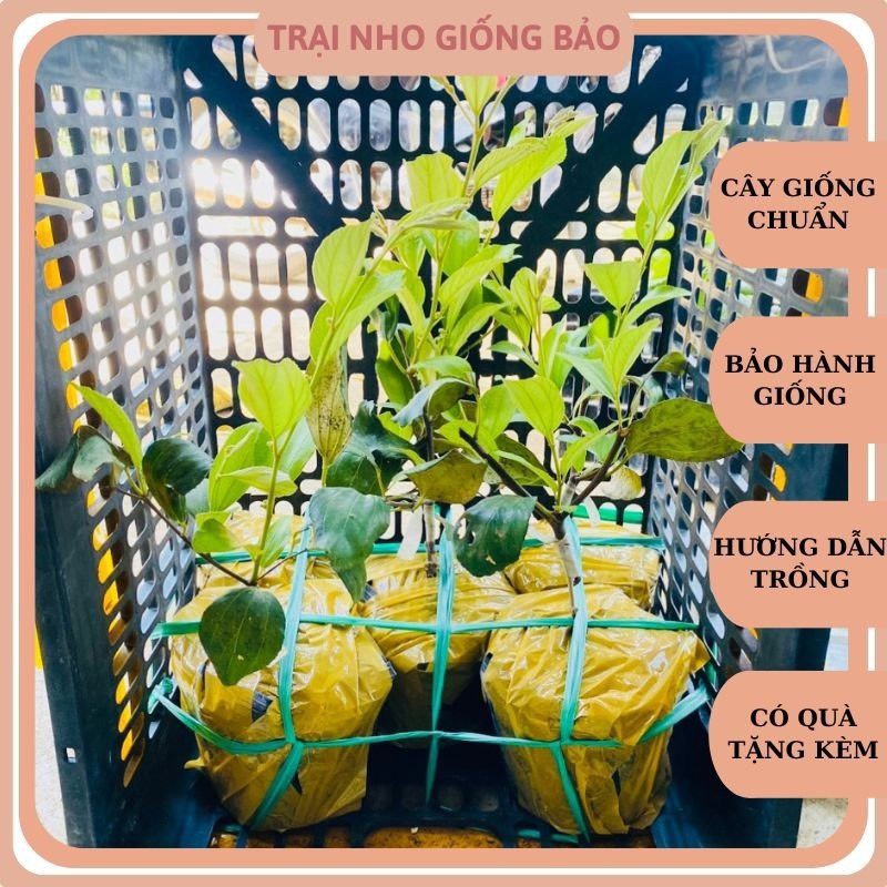 Cây giống táo thái leo giàn ninh thuận
