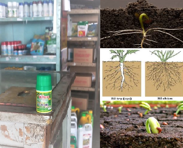 Phân bón lá Green Field Root ra rễ 10g