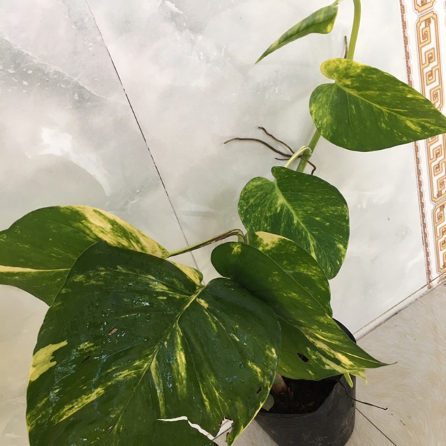 Cây trầu ông (cây giao như hình 1)