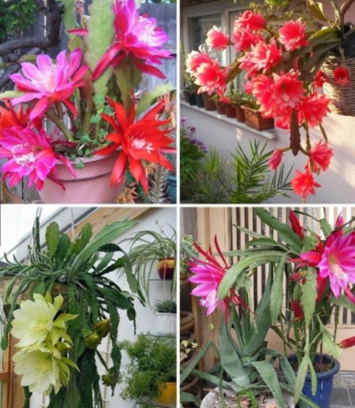 3 Hạt giống hoa Quỳnh