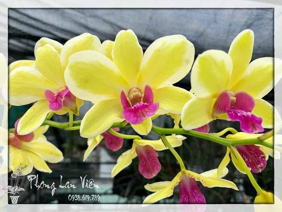 Denro đột biến Thongchai gold cây giống