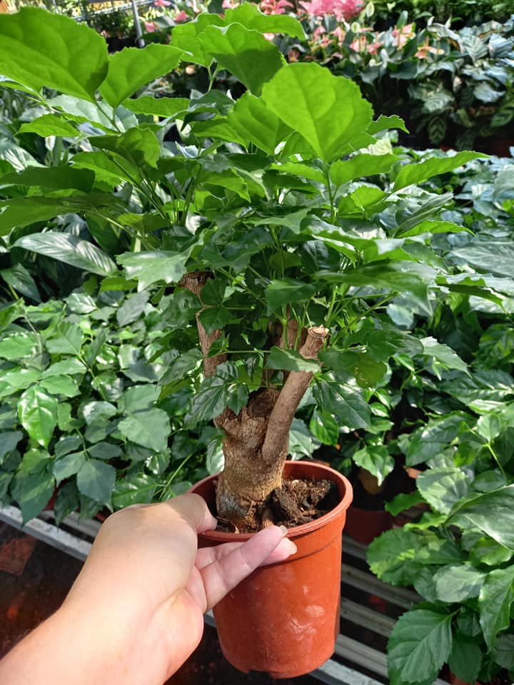 Cây Hạnh Phúc Trụ