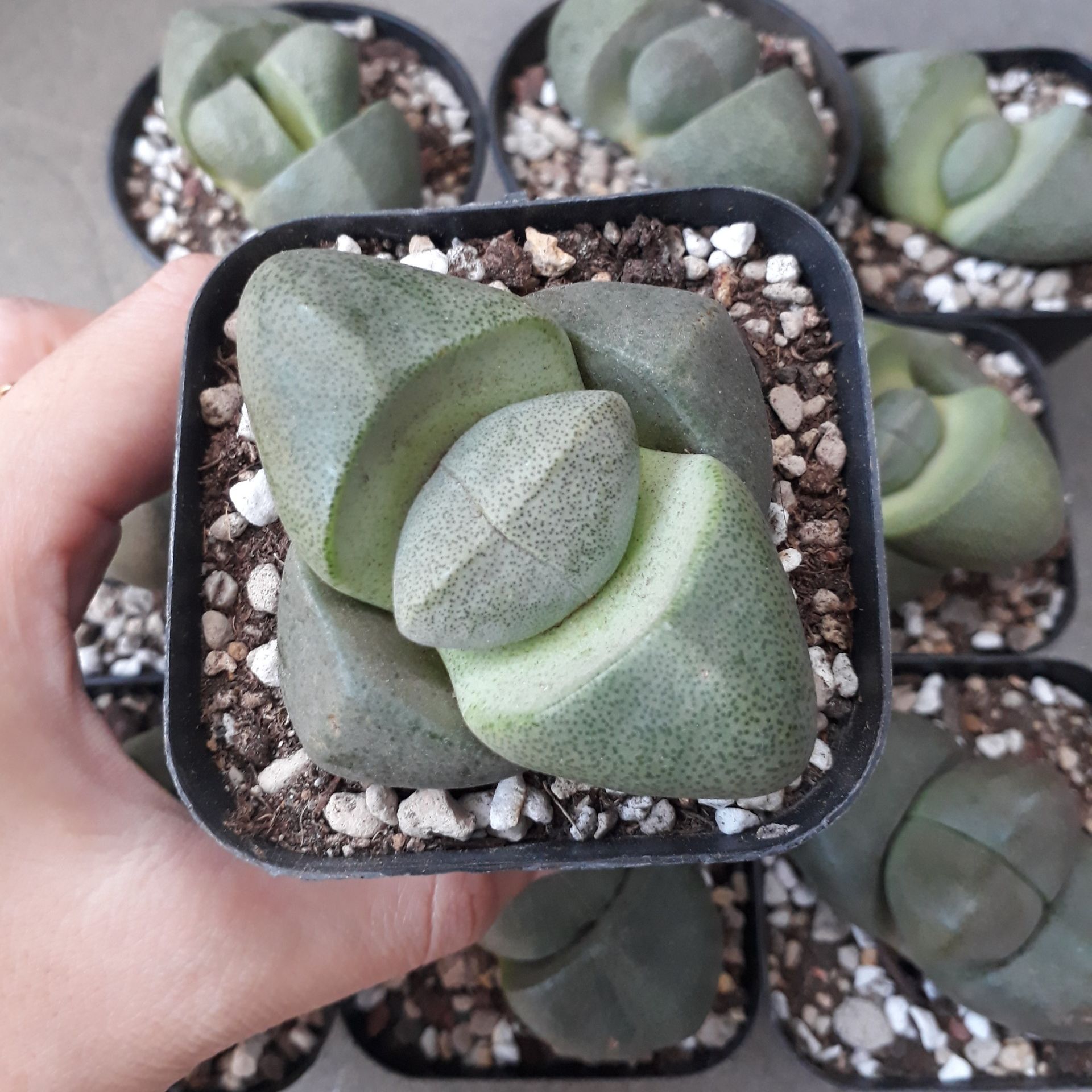 Sen đá hột vịt lộn siêu to