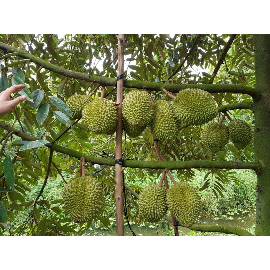 Cây giống sầu riêng ri6 siêu sớm cho trái, cây có bảo hành