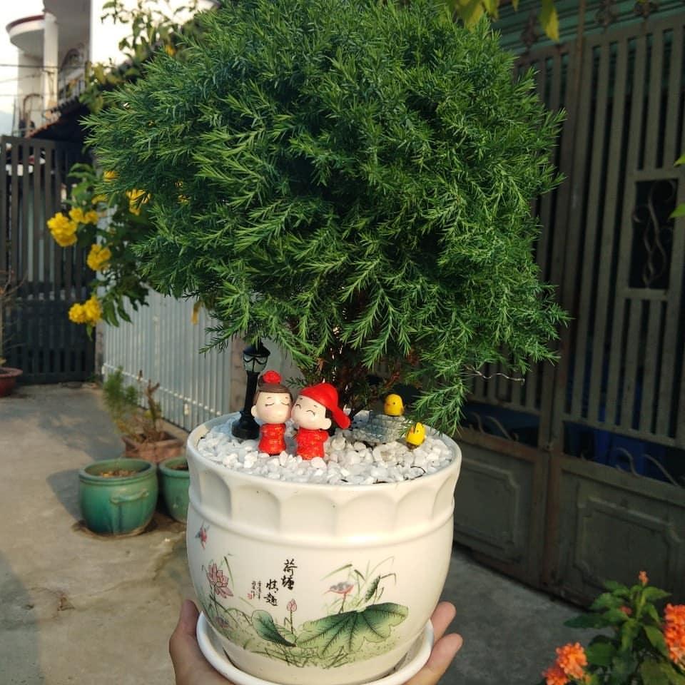 TÙNG BỒNG LAI LỚN