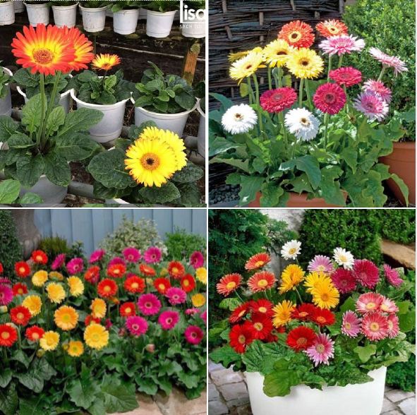 Hạt giống hoa Cúc Đồng Tiền Mix nhiều màu ( 1 Gói 10-15 hạt )