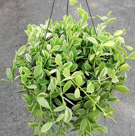 CÂY LAN HẠT DƯA CẨM THẠCH - CÂY KIỂNG CHẬU TREO Y HÌNH