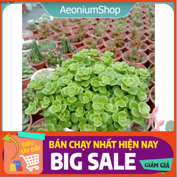 Sen đá sedum vảy cá, xuất xứ đà lạt, lỗi 1 đổi 1 ❣