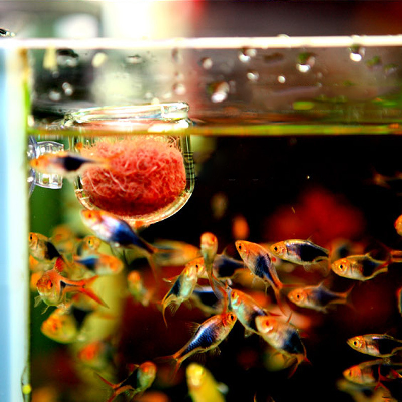 Cốc trồng cây và cho cá ăn trùn chỉ bằng Mica cho hồ thủy sinh, cá cảnh