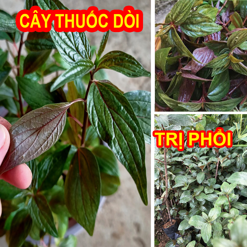 Cây thuố.c dòi, bọ mắm lá tím