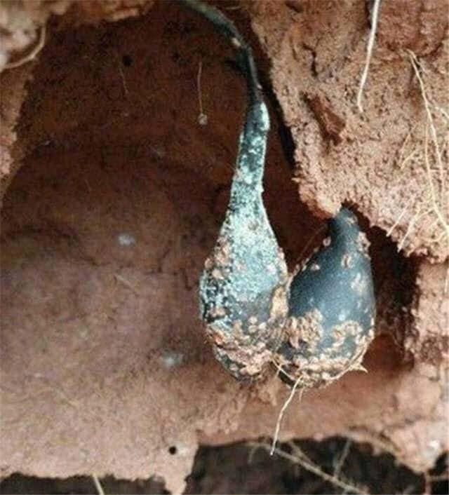 100gr sâm ô linh - loại tươi