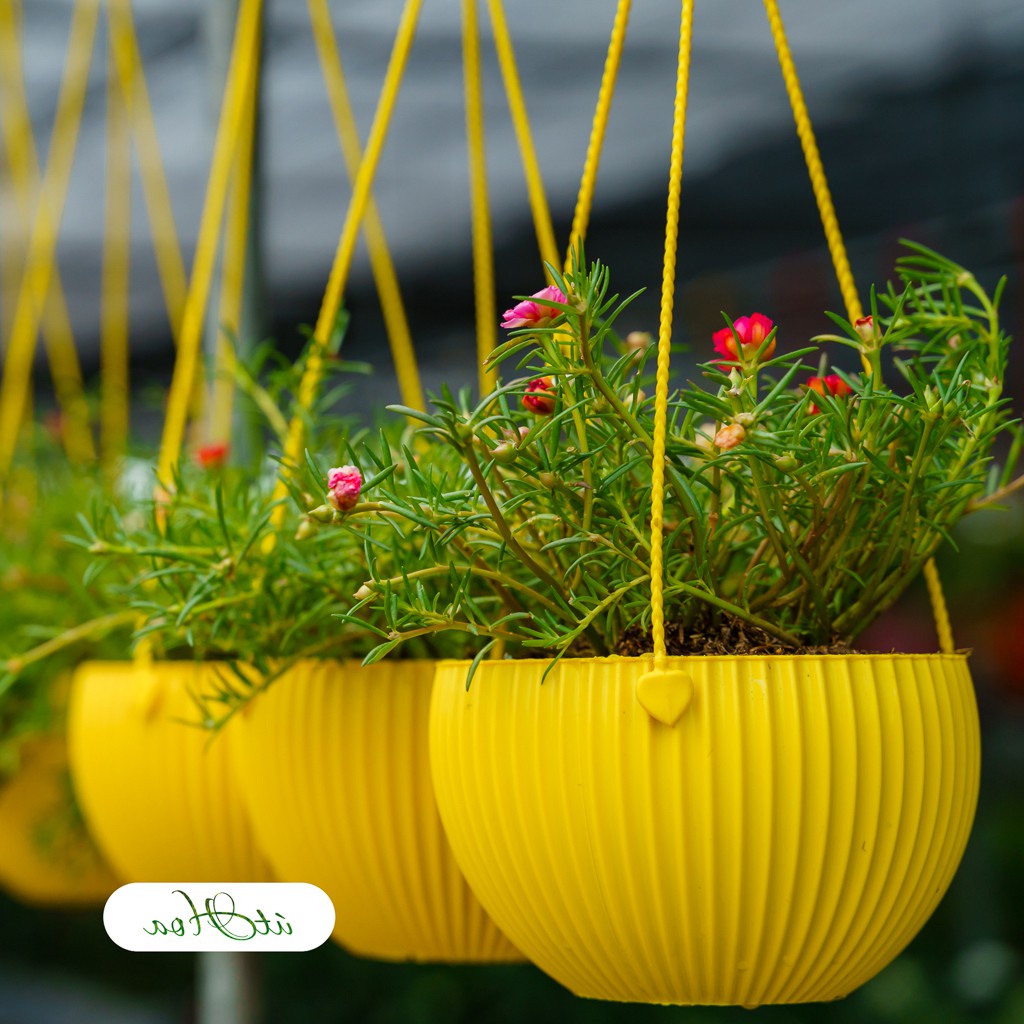 Combo 10 Chậu treo gân sọc 20x13cm loại đẹp_Chậu nhựa treo trồng hoa cây cảnh các màu siêu xinh