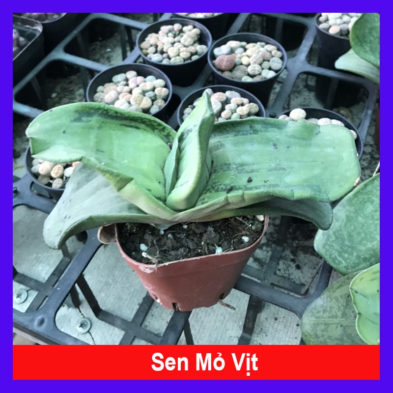 Cây Sen Mỏ Vịt - cây cảnh để bàn - cây cảnh mini - caykiengsadec