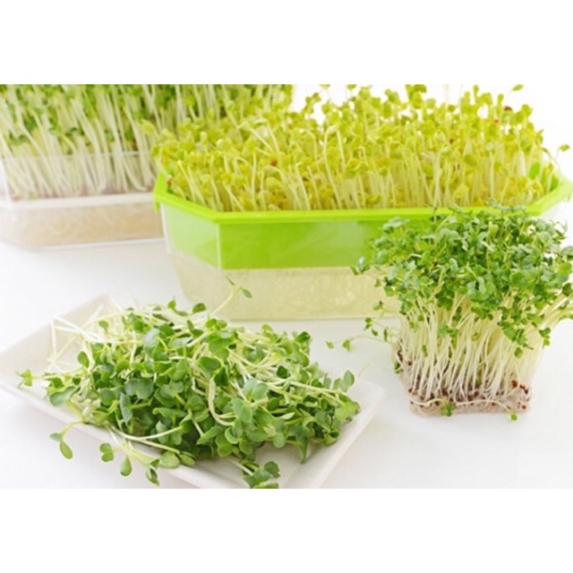 Hạt giống hạt rau mầm củ cải trắng 50gr