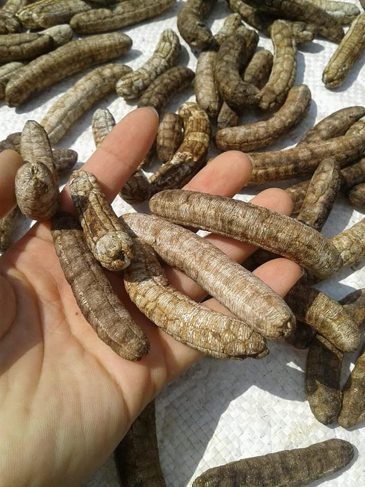 Chuối Hạt Rừng Tây Nguyên - Chuối Hạt - Đồ Ngâm