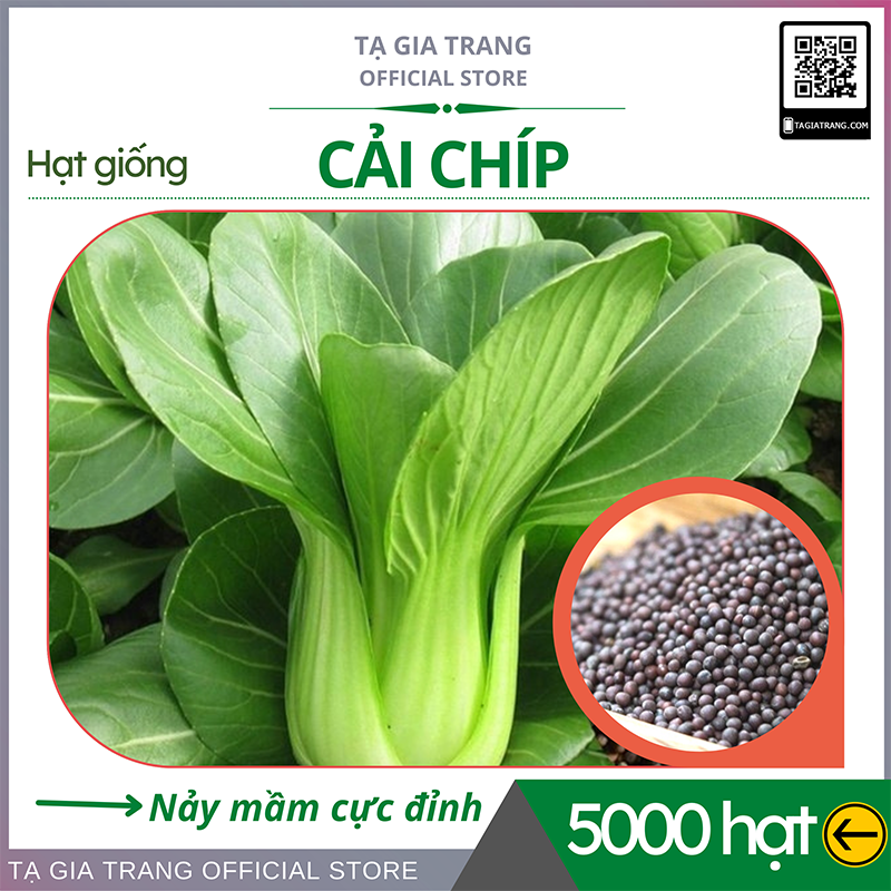 Hạt giống rau cải chíp - Shop hạt giống Tạ Gia Trang