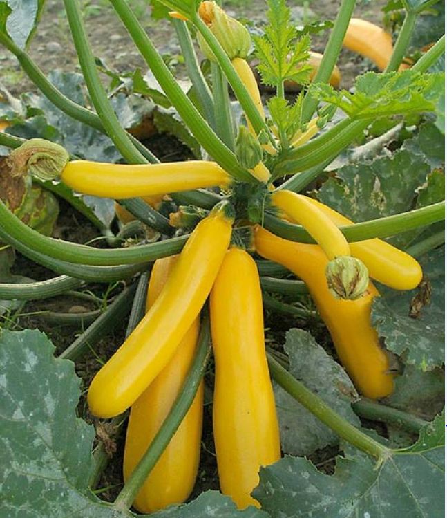 Hạt giống bí ngòi vàng - Gói 20 hạt ( Tặng gói kích hạt nảy mầm )