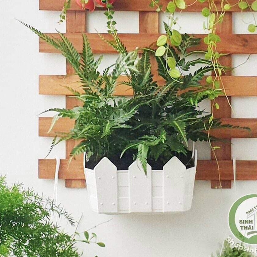 Chậu nhựa ốp tường hàng rào 25cm Trắng_Chậu ốp tường bán nguyệt loại 1 dày đẹp