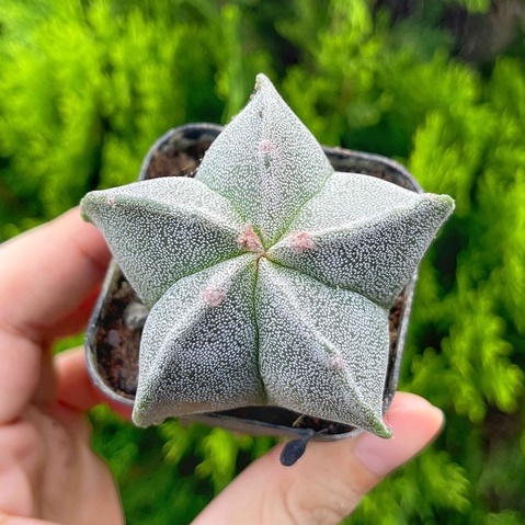 Xương rồng astro trắng 3-5cm - Vườn sen đá