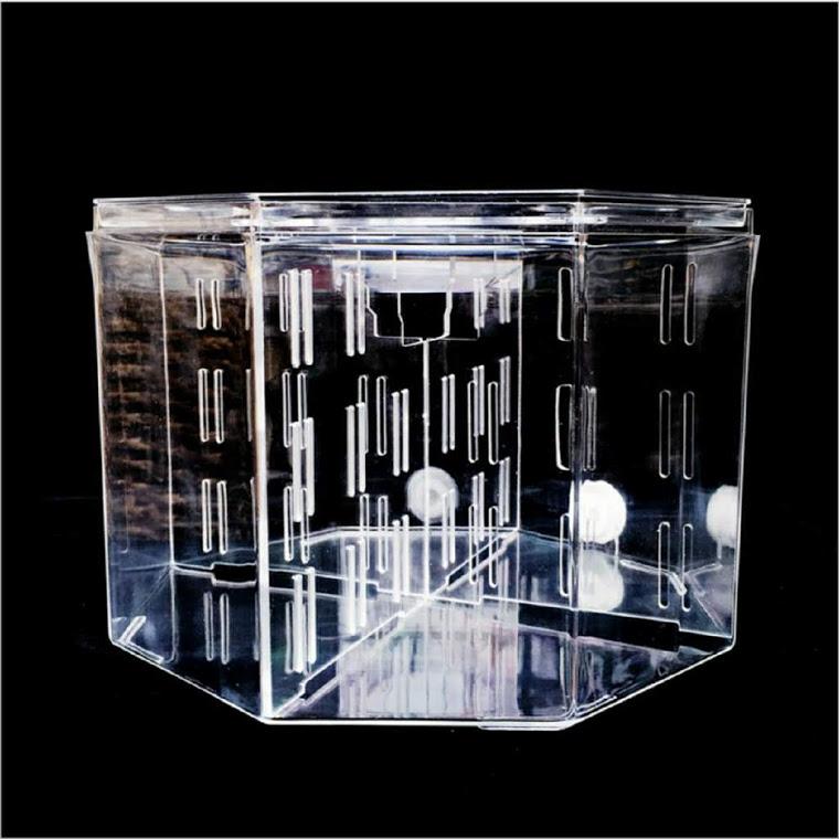 Bể nuôi cá chọi betta 4 ngăn trong suốt