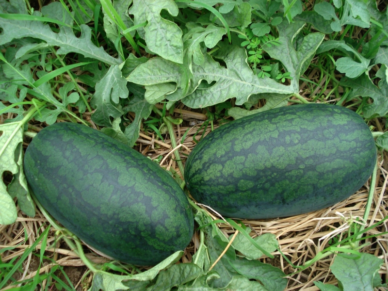 Hạt Giống Dưa Dấu Hắc Mỹ Nhân F1