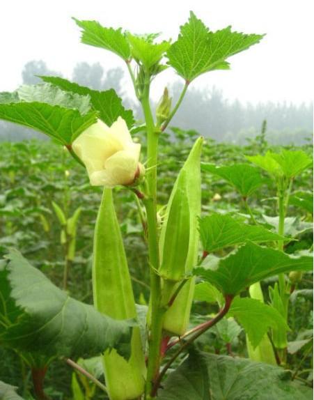 Hạt Giống Đậu Bắp Xanh ( Gói 10 Gram )