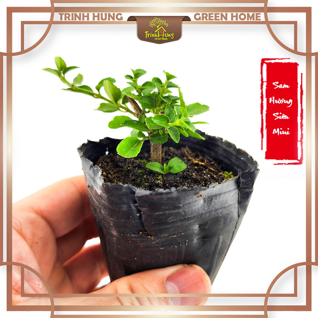 Sam hương siêu mini - cây ghép tiểu cảnh, bán cạn, terrarium đẹp